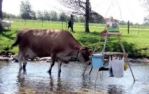 cow at the easel in the river
